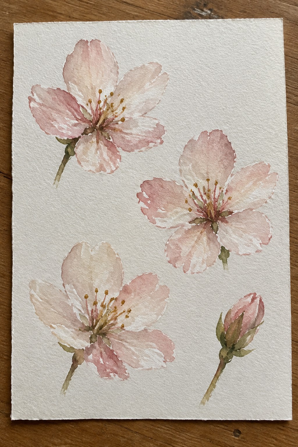 Watercolor painting of several pink cherry blossom flowers and one bud scattered on white paper.